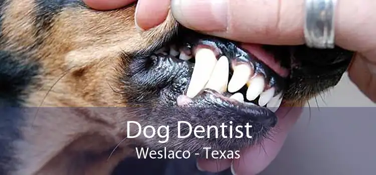 Dog Dentist Weslaco - Texas