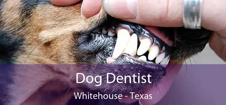 Dog Dentist Whitehouse - Texas