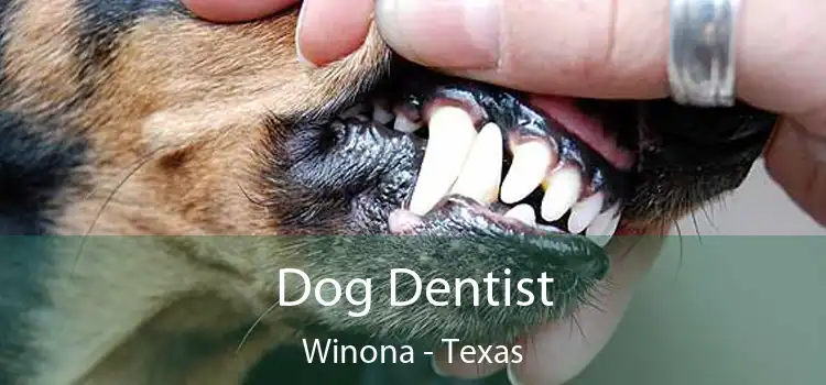 Dog Dentist Winona - Texas