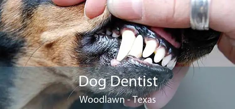 Dog Dentist Woodlawn - Texas