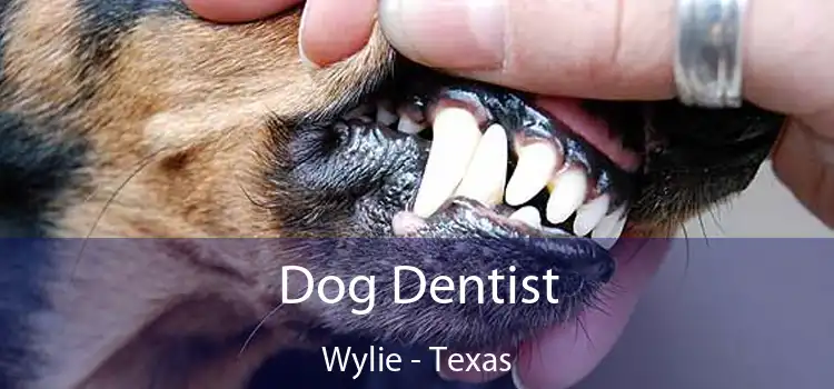 Dog Dentist Wylie - Texas