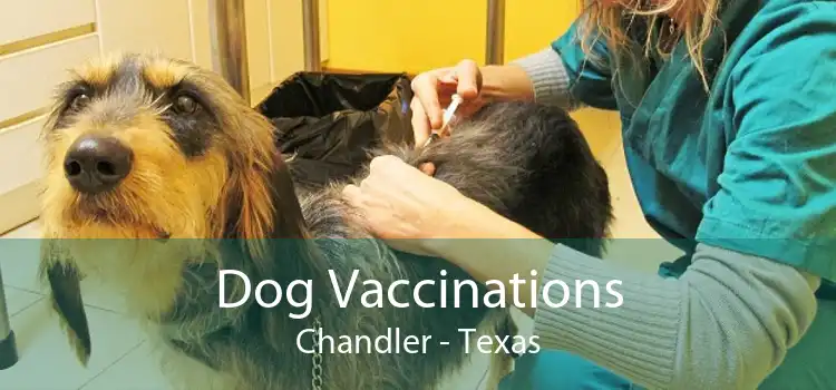 Dog Vaccinations Chandler - Texas