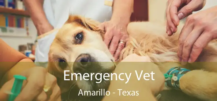 Emergency Vet Amarillo - Texas