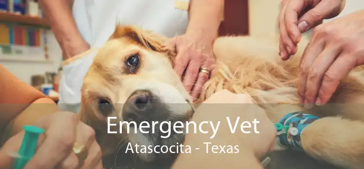 Emergency Vet Atascocita - Texas