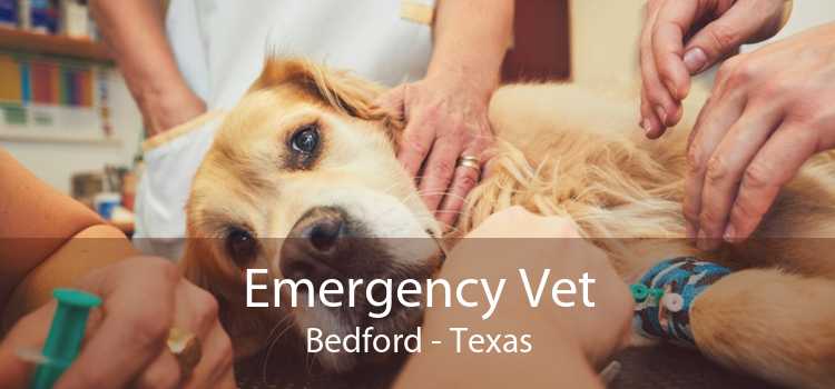 Emergency Vet Bedford - Texas