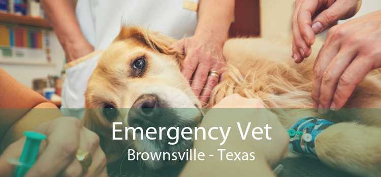 Emergency Vet Brownsville - Texas