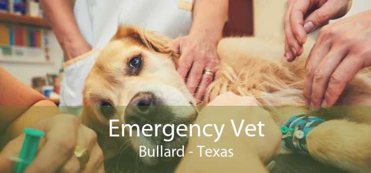 Emergency Vet Bullard - Texas