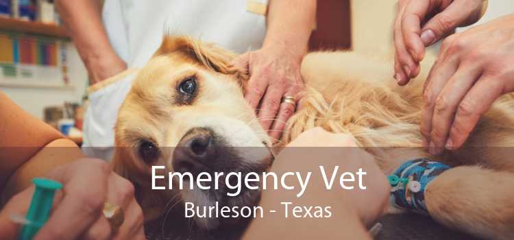 Emergency Vet Burleson - Texas