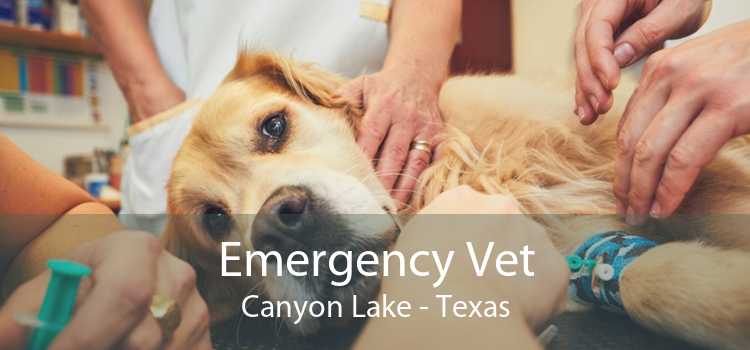 Emergency Vet Canyon Lake - Texas