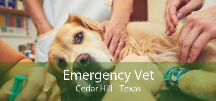 Emergency Vet Cedar Hill - Texas