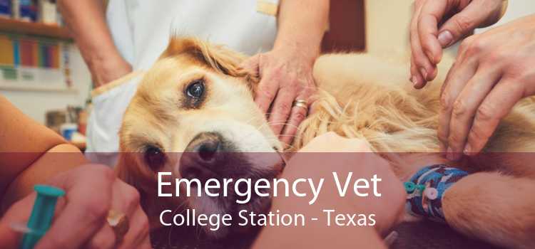 Emergency Vet College Station - Texas