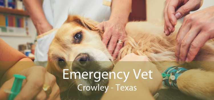 Emergency Vet Crowley - Texas