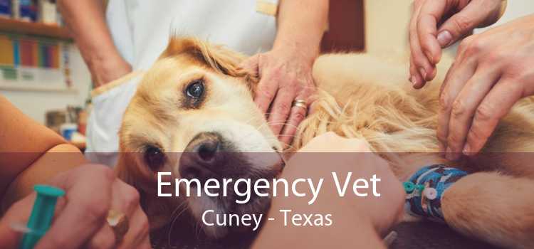 Emergency Vet Cuney - Texas