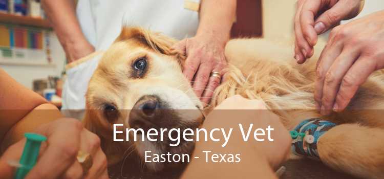 Emergency Vet Easton - Texas