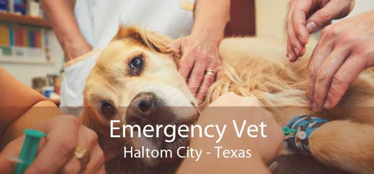 Emergency Vet Haltom City - Texas