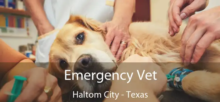 Emergency Vet Haltom City - Texas