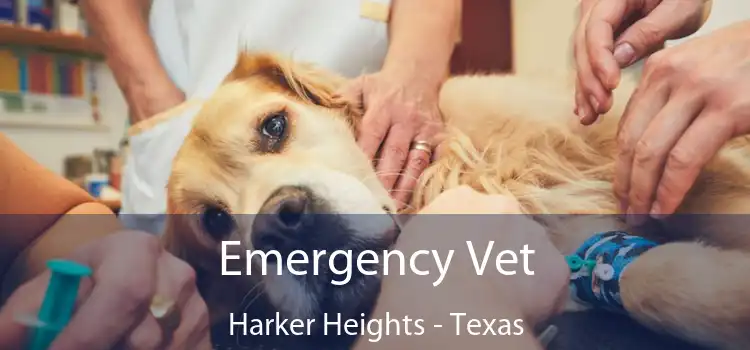 Emergency Vet Harker Heights - Texas