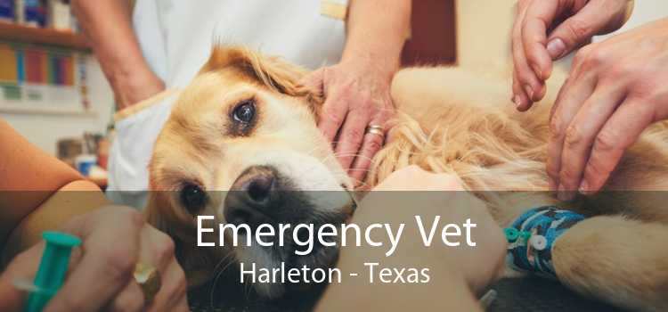 Emergency Vet Harleton - Texas