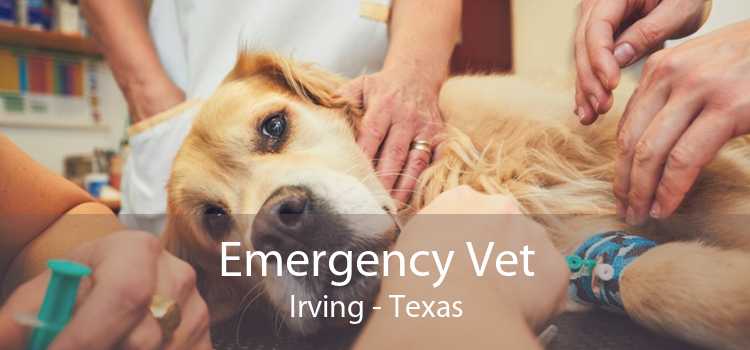 Emergency Vet Irving - Texas