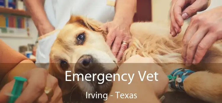 Emergency Vet Irving - Texas