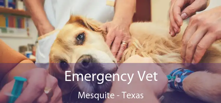 Emergency Vet Mesquite - Texas