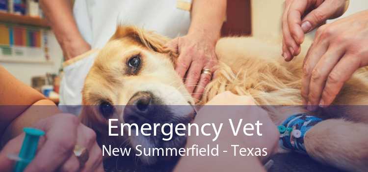Emergency Vet New Summerfield - Texas