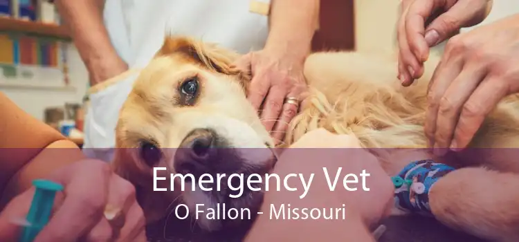 Emergency Vet O Fallon - Missouri