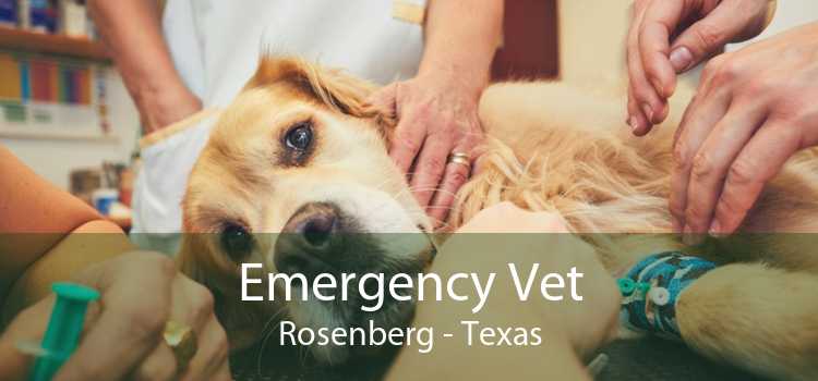 Emergency Vet Rosenberg - Texas