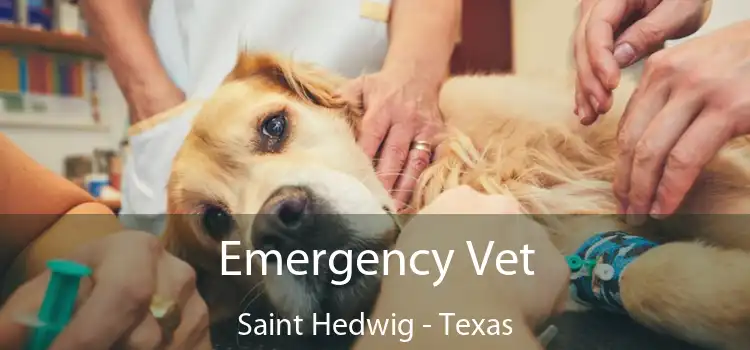 Emergency Vet Saint Hedwig - Texas