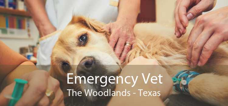 Emergency Vet The Woodlands - Texas