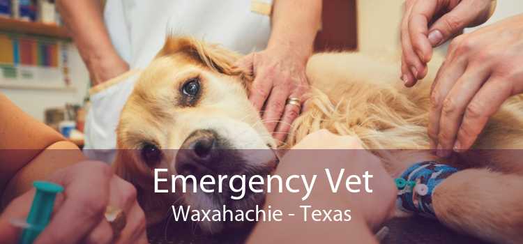Emergency Vet Waxahachie - Texas