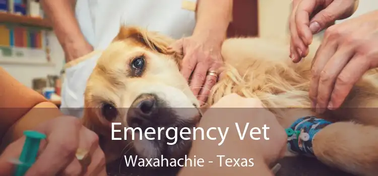 Emergency Vet Waxahachie - Texas