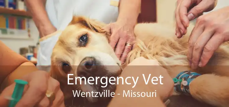 Emergency Vet Wentzville - Missouri