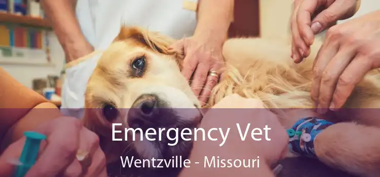 Emergency Vet Wentzville - Missouri