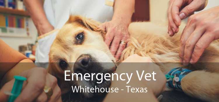 Emergency Vet Whitehouse - Texas