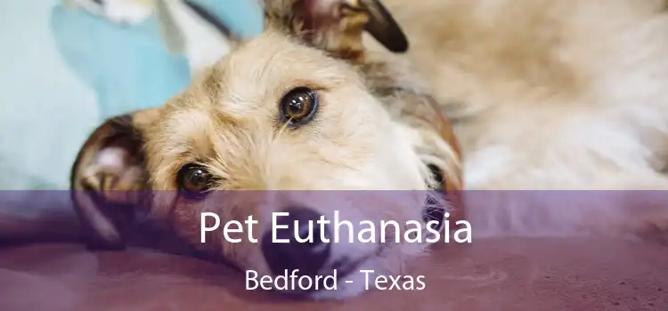 Pet Euthanasia Bedford - Texas