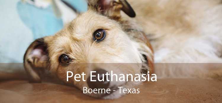 Pet Euthanasia Boerne - Texas