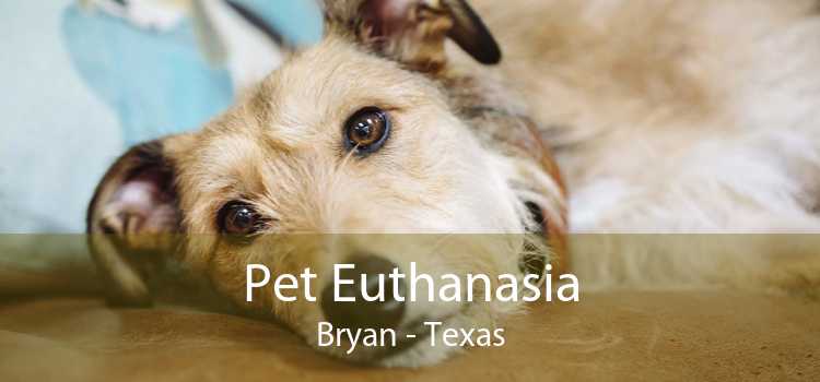 Pet Euthanasia Bryan - Texas