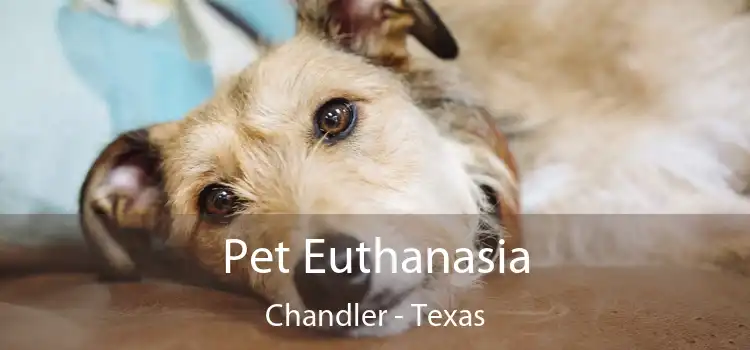 Pet Euthanasia Chandler - Texas