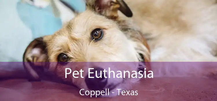 Pet Euthanasia Coppell - Texas