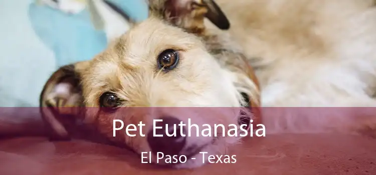 Pet Euthanasia El Paso - Texas