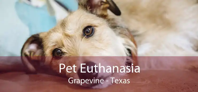 Pet Euthanasia Grapevine - Texas