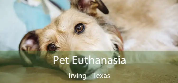 Pet Euthanasia Irving - Texas