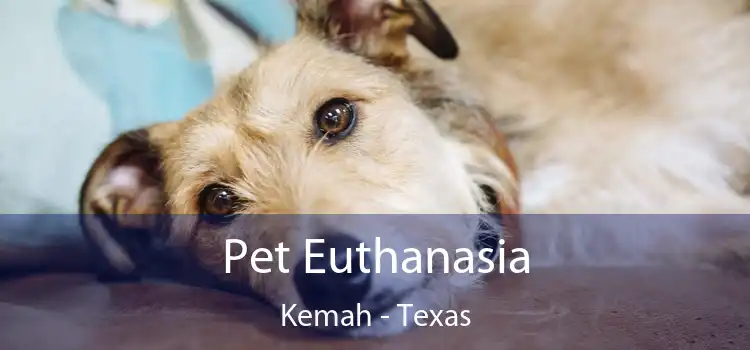 Pet Euthanasia Kemah - Texas