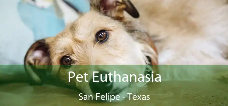 Pet Euthanasia San Felipe - Texas