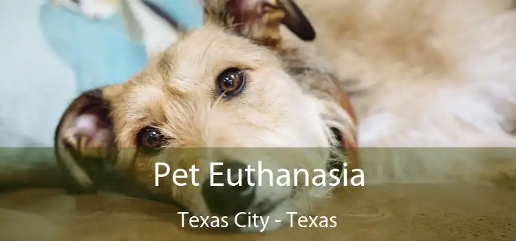 Pet Euthanasia Texas City - Texas