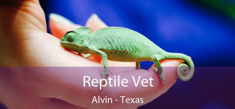 Reptile Vet Alvin - Texas