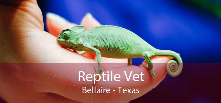 Reptile Vet Bellaire - Texas