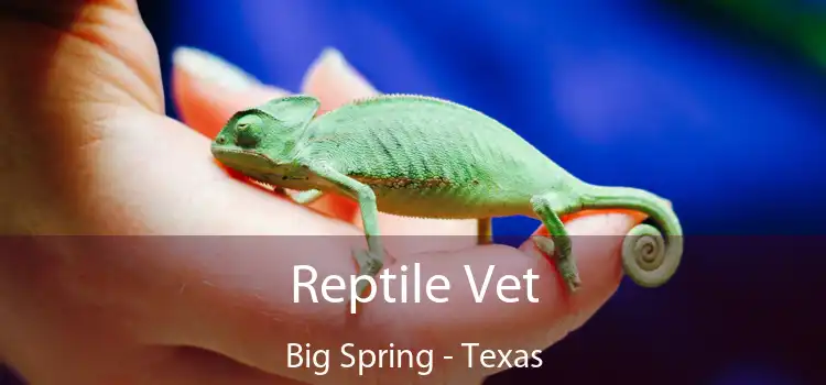 Reptile Vet Big Spring - Texas