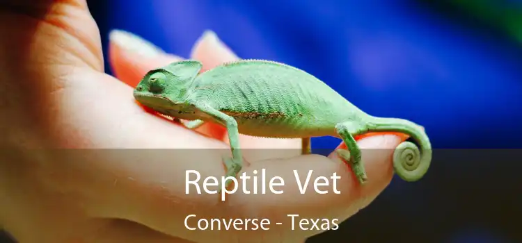 Reptile Vet Converse - Texas